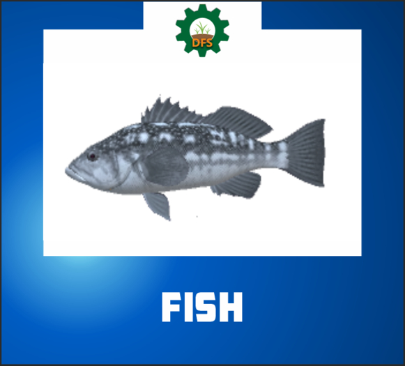 DFS FISH (texture)