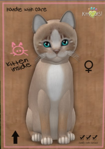 KittyCatS Box - New Born Kitten