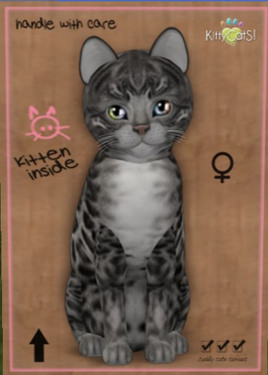 KittyCatS Box - New Born Kitten