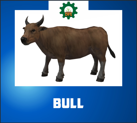 DFS BULL