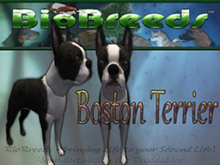BioBreeds (BB) Dog FEMALE Boston Terrier (BT) STARTER (Boxed)