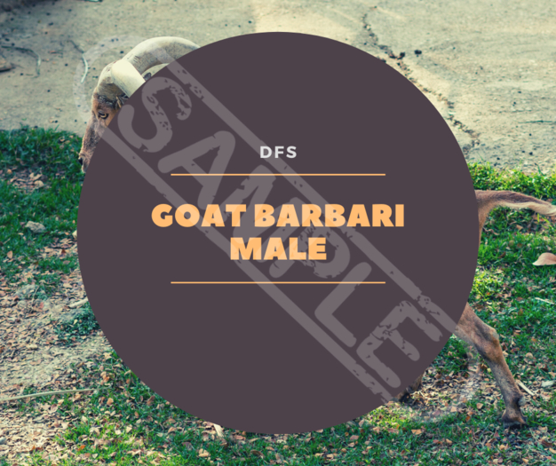 TEXTURE DFS Goat Barbari Male