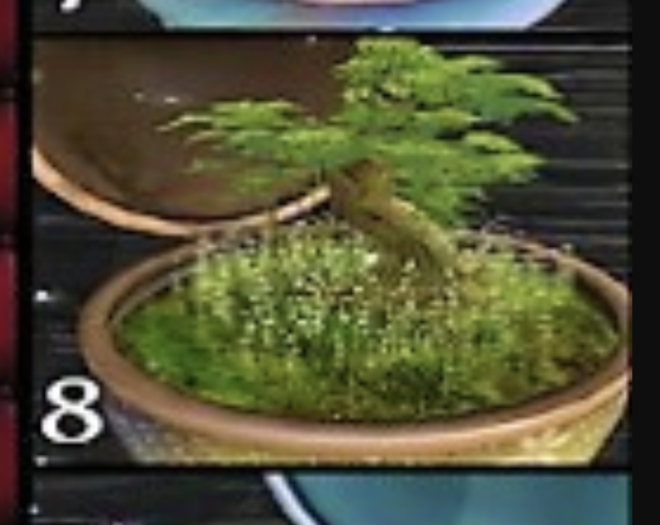 3rd Eye_ Realm Music Box 8 Tree