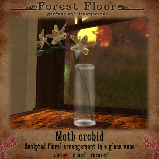 ~*FF*~ Moth Orchid - Sahara