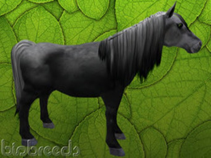 BB Horse Box - Maverick Steel - Male