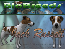 BioBreeds (BB) Dog FEMALE Jack Russell (JR) Terrier STARTER (Boxed)
