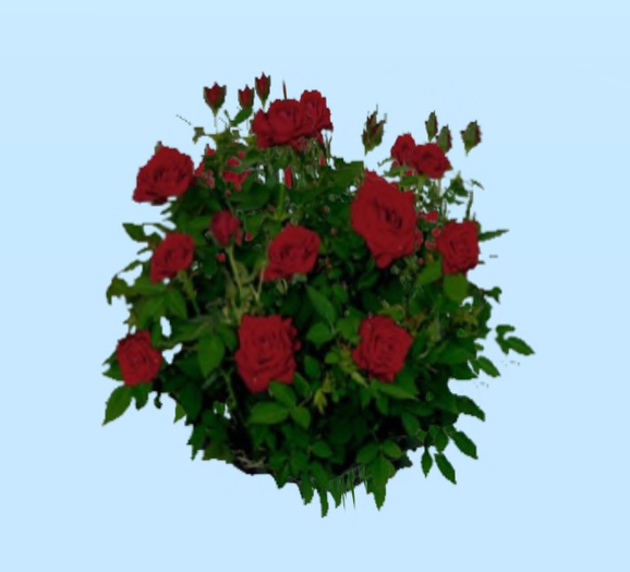 ROSE bush GIFT