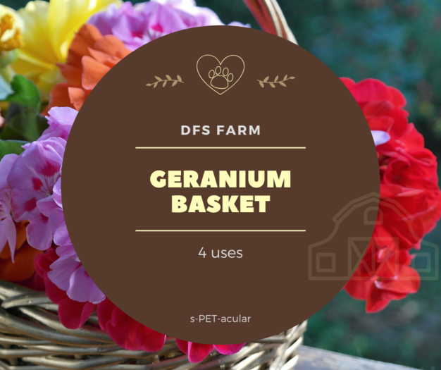 DFS Flowers - Geranium Basket