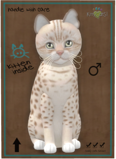 KittyCatS Box - Ocicat - Lavender