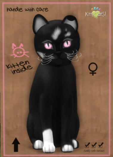 KittyCatS Box - New Born Kitten