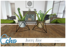 Echo - Avery - Aloe 