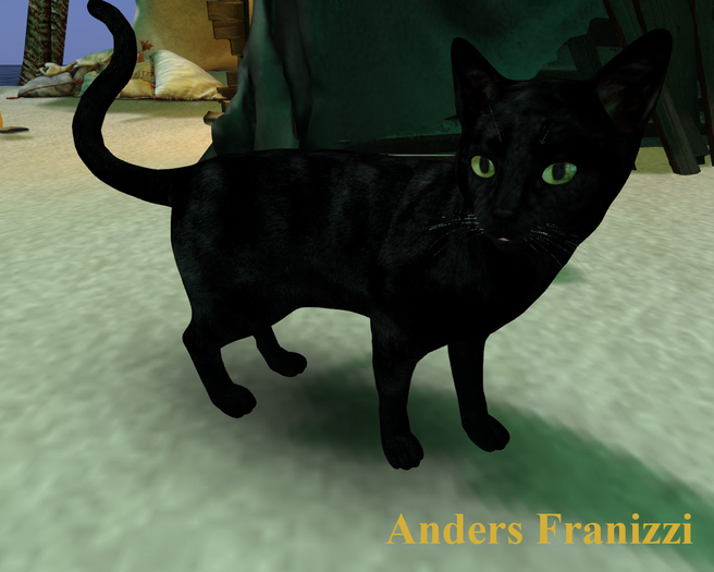 Black cat_signature
