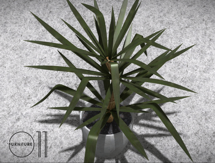 Yucca Silver plant Box