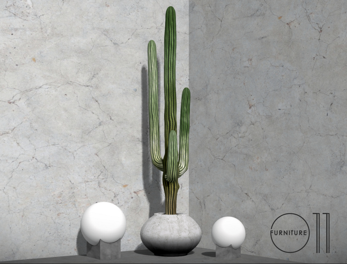 Cactus Saguaro Box