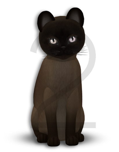 KittyCatS Box - 9T-M Tonkinese Natural Mink - Bigger de Big