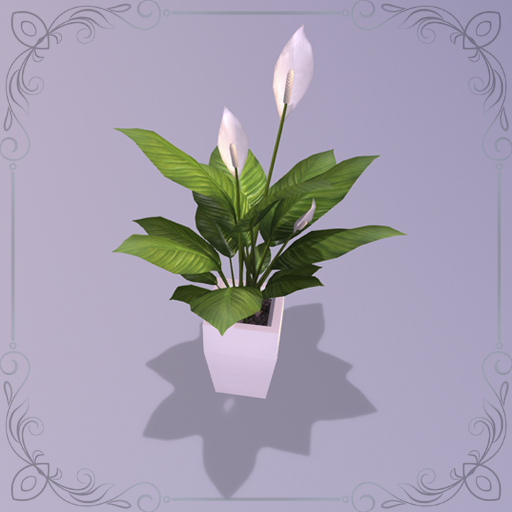 Peace Lily plant (Spathiphyllum)
