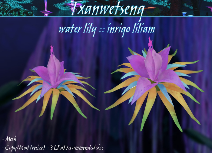 Txanwetseng Box :: Water Lily Plant