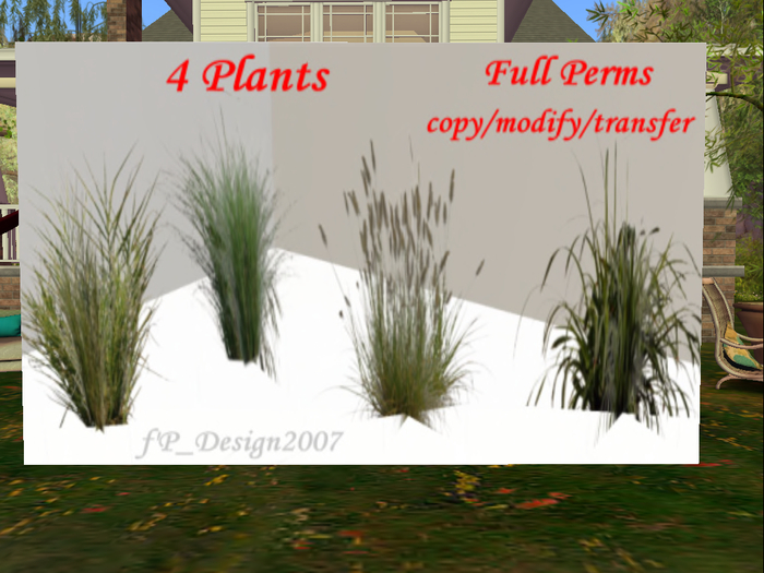 4 Grasses Plants4 Grasses Plants