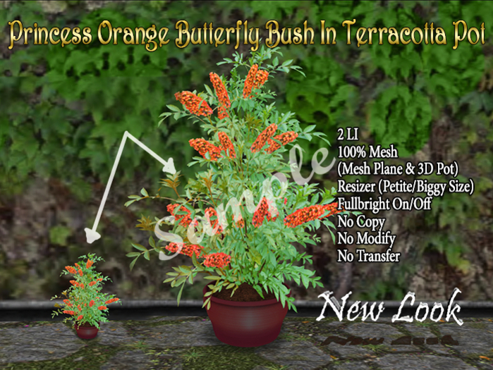 Princess Orange Butterfly Bush in a Terracotta Pot-Mesh F/R V2 