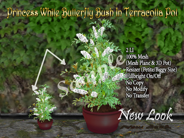 Princess White Butterfly Bush in a Terracotta Pot-Mesh F/R V2