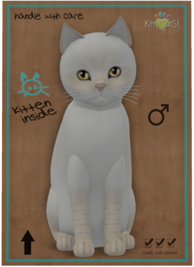 KittyCatS Box - Balinese - Cream Lynx