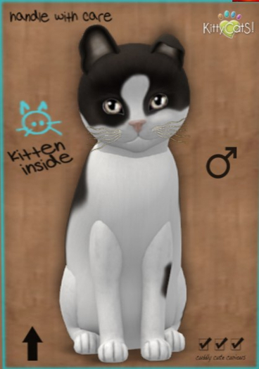 KittyCatS Box - New Born Kitten