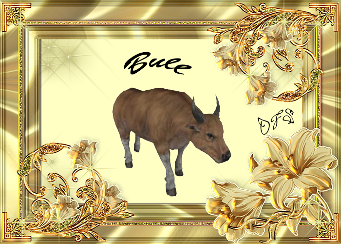 DFS Bull Textures