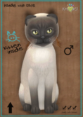 KittyCatS Box - Tonkinese - Blue Mink b Dry Olive