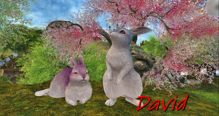 Giant bunnies