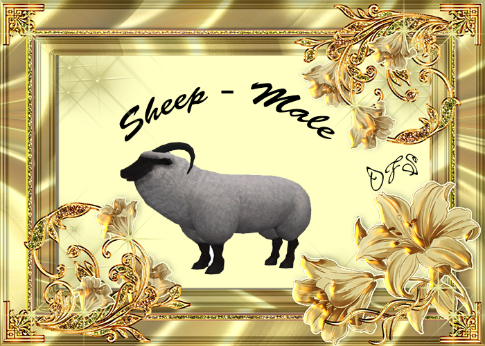 DFS Sheep - Male Textures