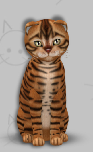 KittyCatS Box - Toyger Caramel/8T/Female/Galaxy Star