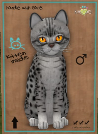 KittyCatS Box - New Born Kitten