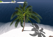 Palm with birds songs