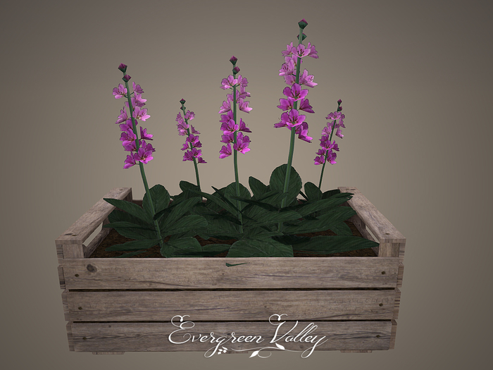 Evergreen Valley wooden crate Verbascum  pink