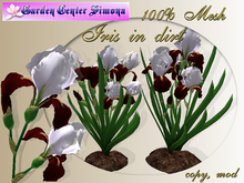 Iris in dirt group, red, white_002IH_3