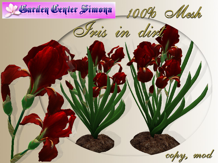 GCS_Iris in dirt group, red_002IH_4