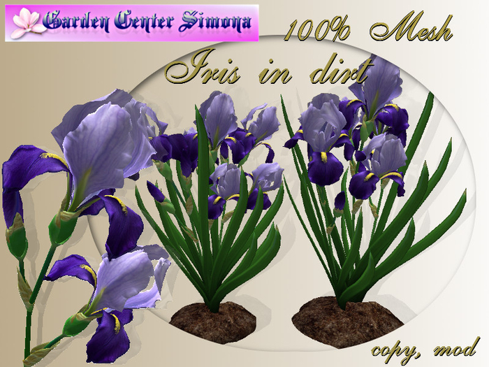 Iris in dirt group, blue_002IH_6