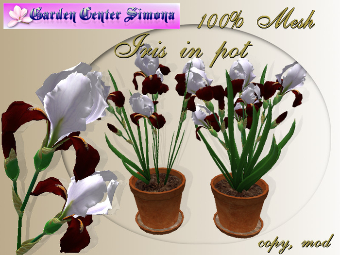 Iris in pot group, red, white_002IK_3