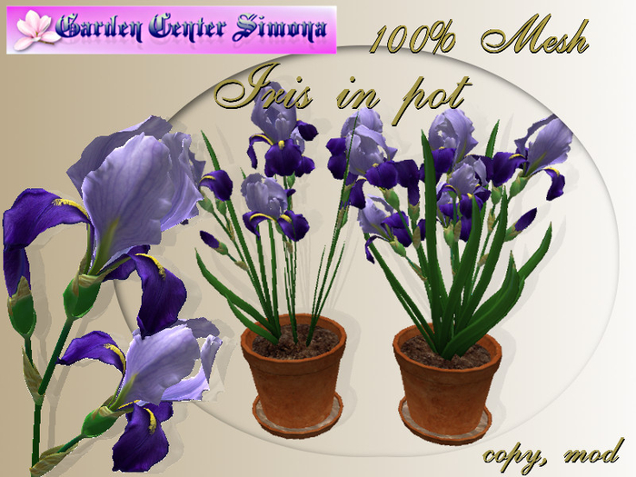 GCS_Iris in pot group, blue_002IK_6
