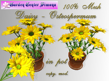 GCS_Daisy - Osteospermum  in pot, yelow_001KK_4