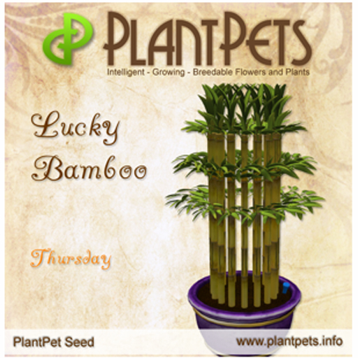 PlantPet Seed [Lucky Bamboo *Tuesday*] 1
