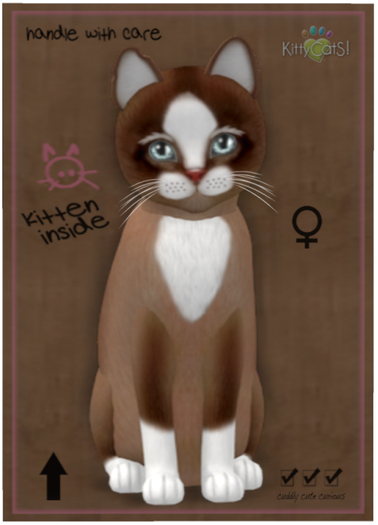 KittyCatS Box - Chateau Cat - Toffee Caramel