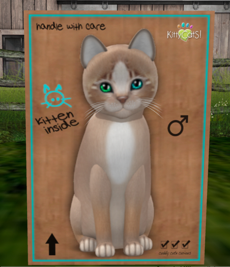 KittyCatS Box - New Born Kitten