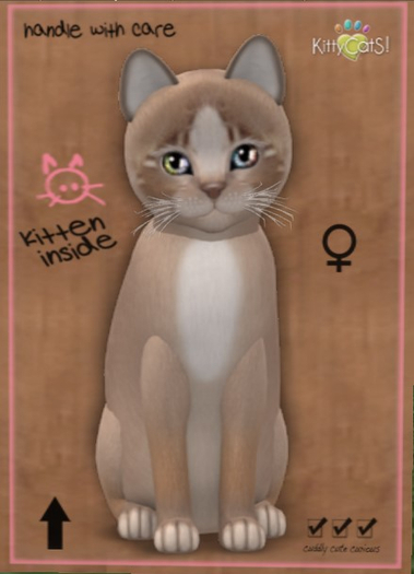 KittyCatS Box - New Born Kitten