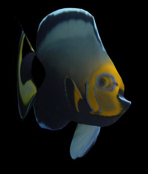 Second Life Marketplace - TROPICAL FISH ANGELFISH SCULPTY MAP & TEXTURE SET