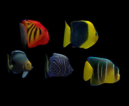 Second Life Marketplace - TROPICAL FISH ANGELFISH SCULPTY MAP & TEXTURE SET