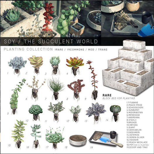 Soy. The Succulent World - 8.Stahlii - boxed