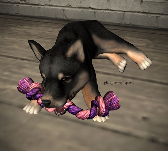 JIAN Silly Shibes II 19. Rope Chew BOX