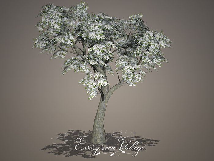 EV - Cherry Blossom White