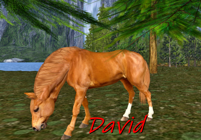 The old bay mare